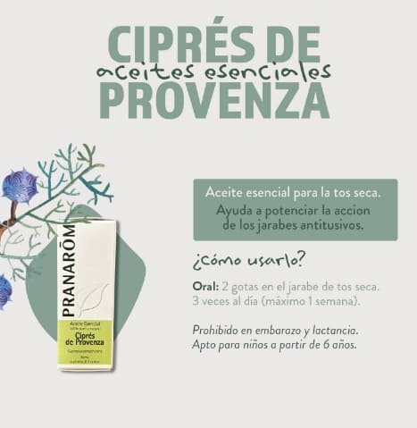 Ciprés de Provenza